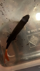 Epalzeorhynchos bicolor