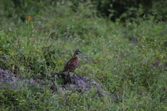 Colinus nigrogularis