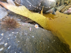Anthothoe albocincta