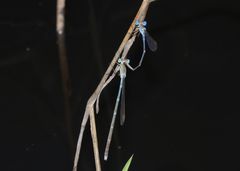 Indolestes insularis