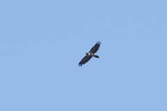 Gypaetus barbatus barbatus