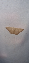Cyclophora