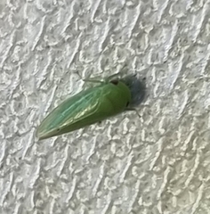 Batracomorphus