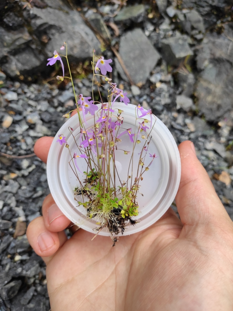 Utricularia furcellata Oliv.