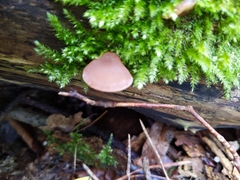 Auricularia auricula-judae