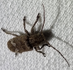 Prosoplus bankii