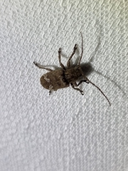 Prosoplus bankii
