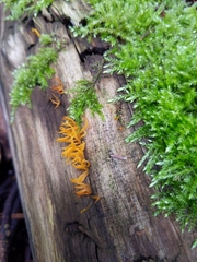 Calocera cornea