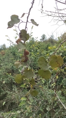 Actinidia chinensis