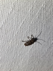 Prosoplus bankii