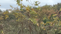 Actinidia chinensis