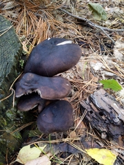 Pluteus