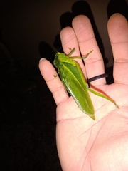 Steirodon