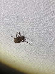 Prosoplus bankii