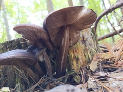 Pluteus