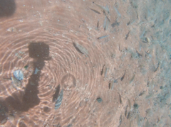 Torquigener pleurogramma