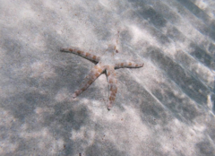 Archaster
