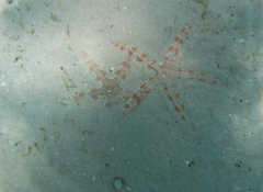 Archaster
