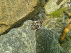 Sypharochiton pelliserpentis