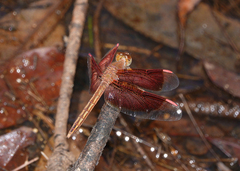 Neurothemis stigmatizans