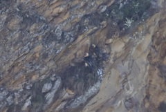 Gypaetus barbatus barbatus