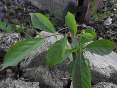 Glochidion rubrum