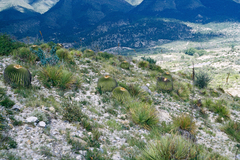 Echinocactus platyacanthus