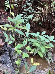 Litsea cubeba
