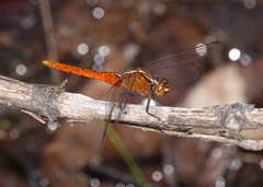 Rhodothemis lieftincki