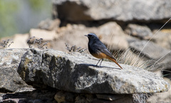 Phoenicurus ochruros phoenicuroides
