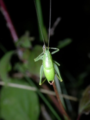 Cyrtaspis scutata