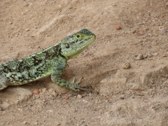 Agama kirkii