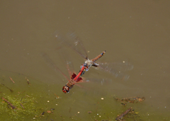 Tramea loewii
