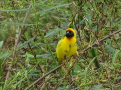 Ploceus vitellinus
