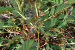 Phyllanthus urinaria hookeri