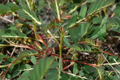 Phyllanthus urinaria hookeri