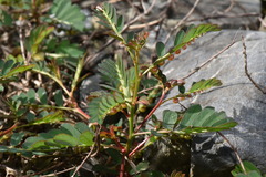 Phyllanthus urinaria hookeri