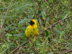 Ploceus vitellinus