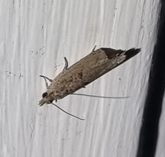 Culladia cuneiferellus