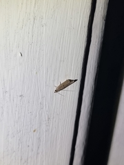 Culladia cuneiferellus