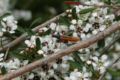 Stenoderus suturalis