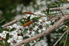 Stenoderus suturalis