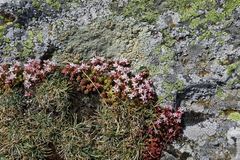 Sedum anglicum