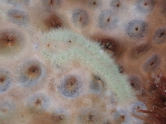 Aeolidiopsis