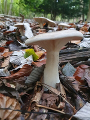 Clitocybe nebularis