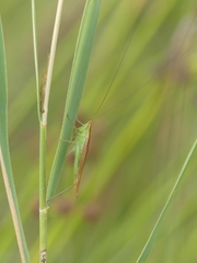 Conocephalus conocephalus