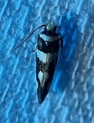 Macrobathra desmotoma
