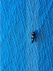 Macrobathra desmotoma