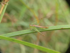 Conocephalus conocephalus