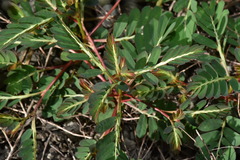 Phyllanthus urinaria hookeri